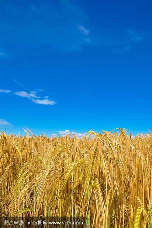 小麦种植、草地与蓝天:草皮种植的环境要求与对比