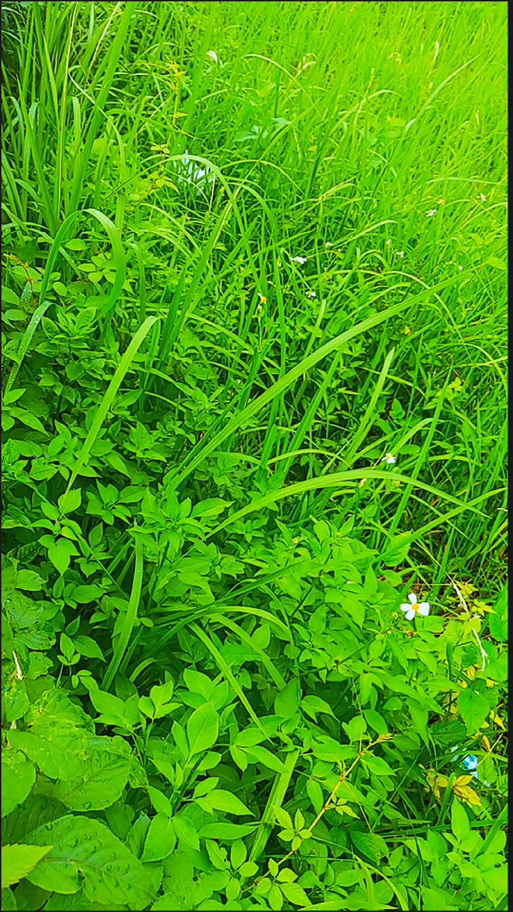 田埂专用除草剂 只除草不伤一棵水稻苗，水稻种植的得力助手