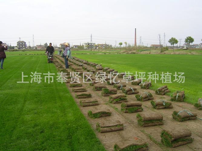 上海绿忆草坪种植场 观赏草坪与果岭草批发，专业草皮种植助力绿化工程