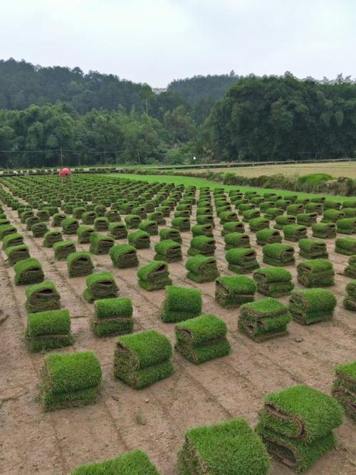 草皮种植完全指南 从选种到成坪的实用技巧