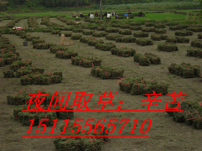 郴州市苏仙区绿园草皮苗木种植中心 主营草皮种植，打造绿色生态底色