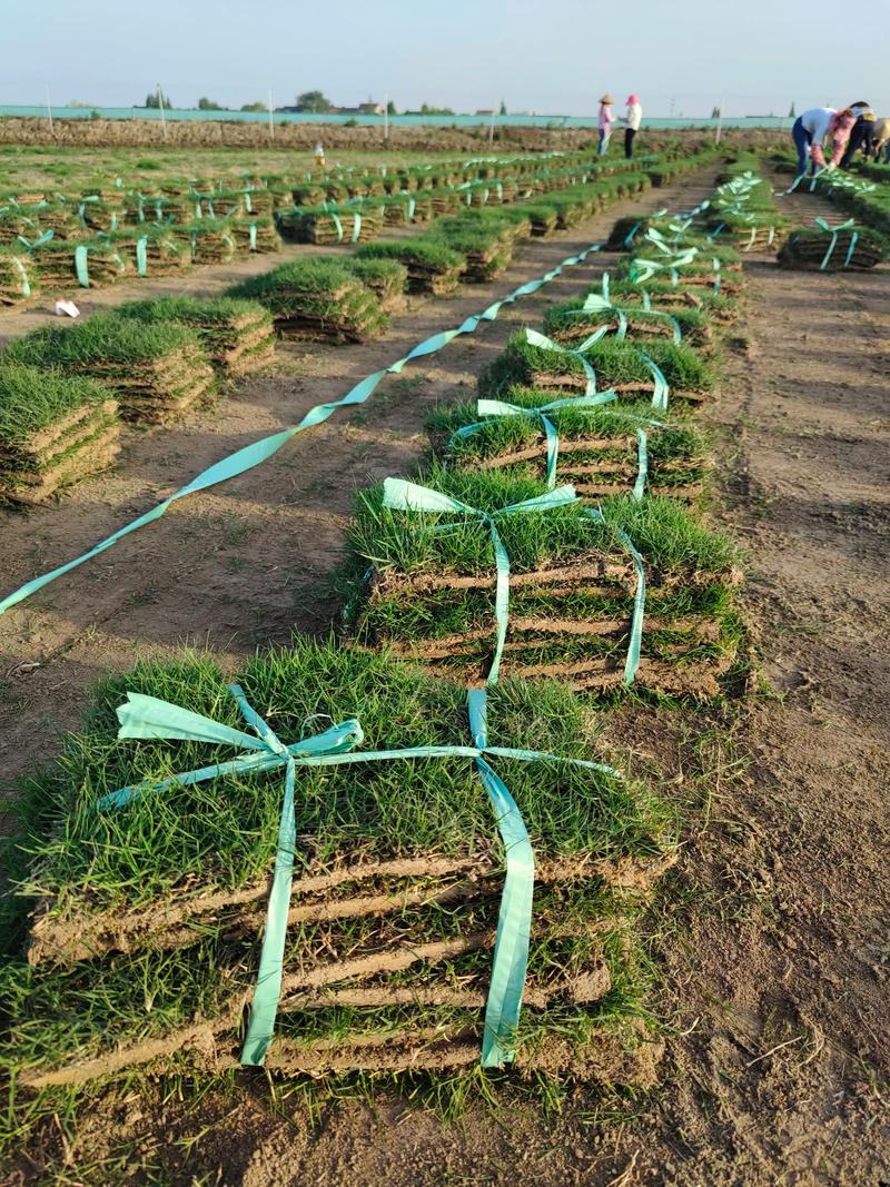 威海草皮种植基地 混播草坪与工程绿化草坪价格及种植指南