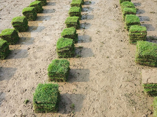 泉州马尼拉草皮农户种植指南 从选地到出圃的实用技术
