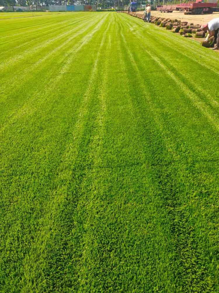 盐碱地冷季型草坪草皮种植基地建设与耐病害绿化草皮生产技术