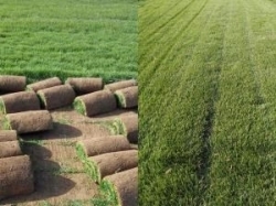 优质草皮种植指南 新乡万方园林绿化详解真草坪每平米价格