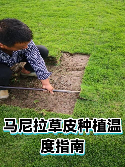 马尼拉草皮种植温度指南 打造四季常绿的优质草坪