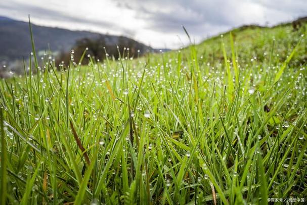 下雨天为何草地比水泥地更凉爽？——气象与草皮种植的科普解读