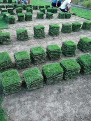 湖南马尼拉草皮 园林绿化优选与种植养护全指南
