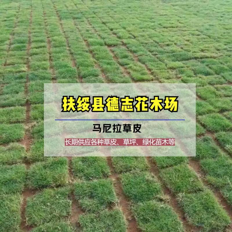 防城港马尼拉草绿化草皮基地 护坡草皮种植与基地直发全解析