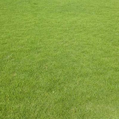 明光草皮基地种植直销采购价格指南