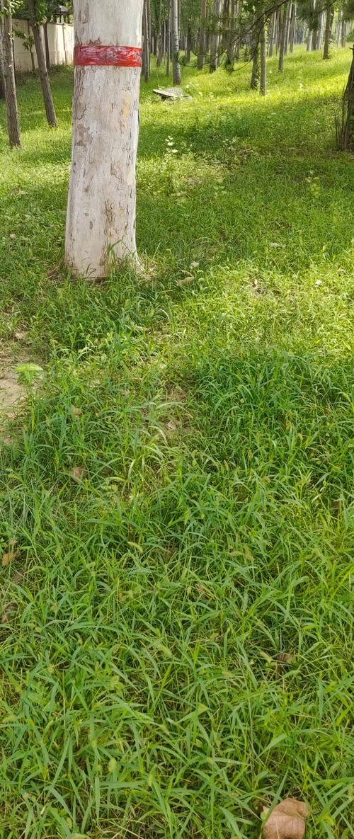 草地